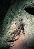 Scorpion Scorpion